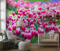 Colorful field of tulips, Tulip Wonderland floral backdrop.