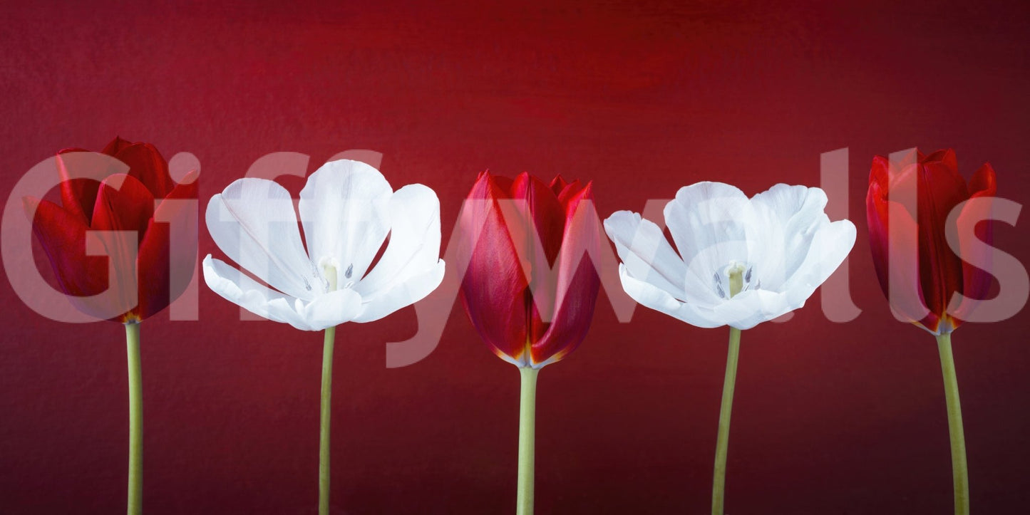 Elegant office space renovation with Tulips in a row wall mural background.