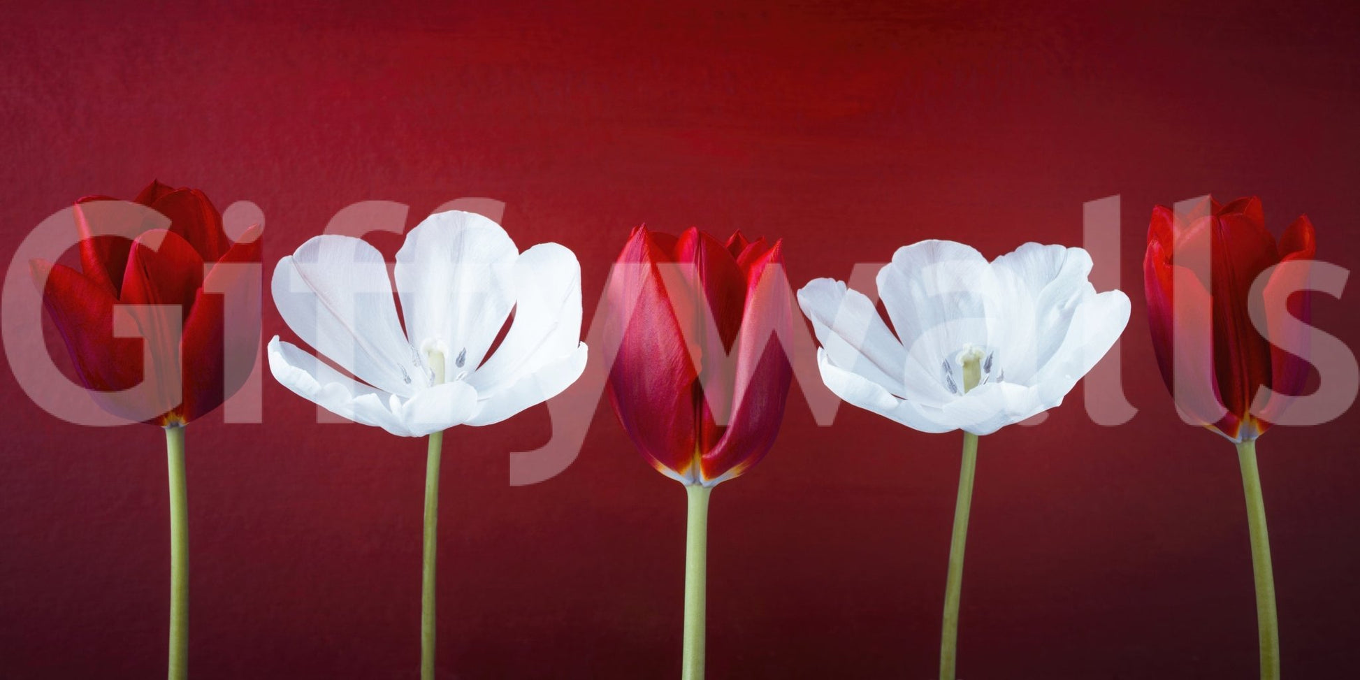 Elegant office space renovation with Tulips in a row wall mural background.