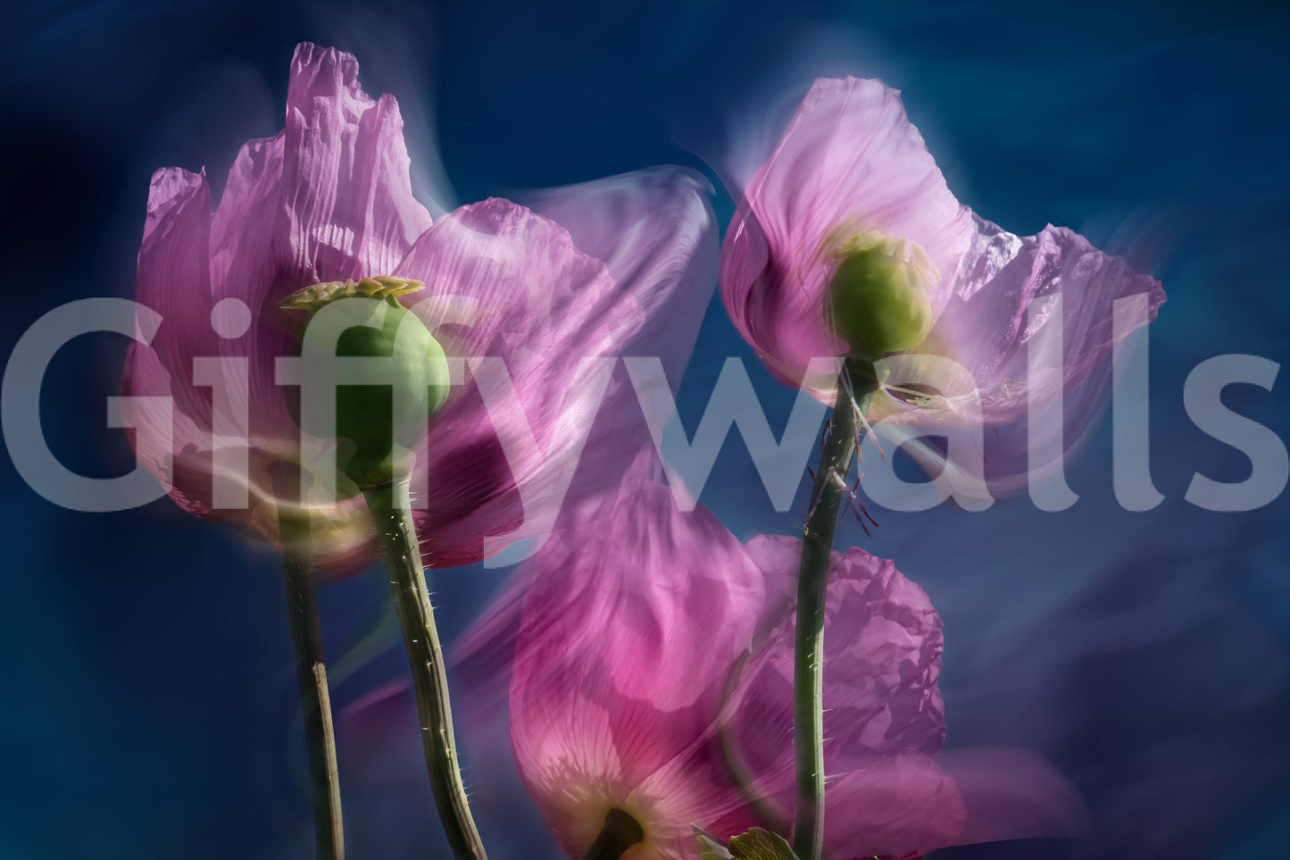 Twilight Poppies Wall Mural -2281960