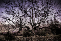 The wallpaper is applied smoothly with no visible seams.

