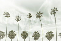 Timeless vintage palm tree wallpaper for coastal room design.

