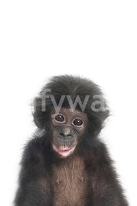 Animal-themed wall mural with cute baby monkey

