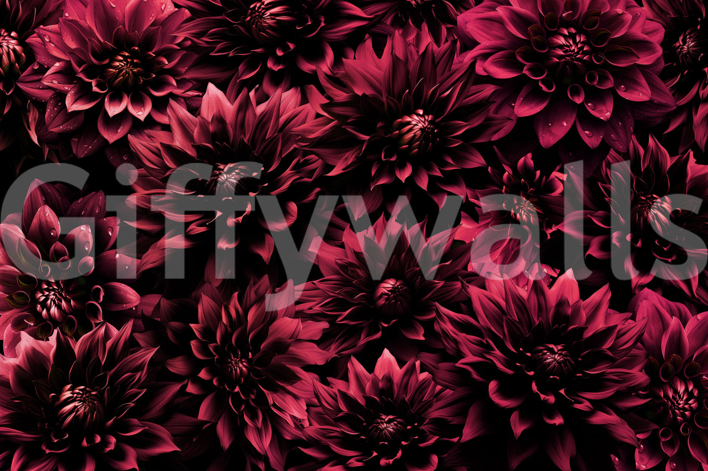 Wallpaper with deep burgundy dahlias

