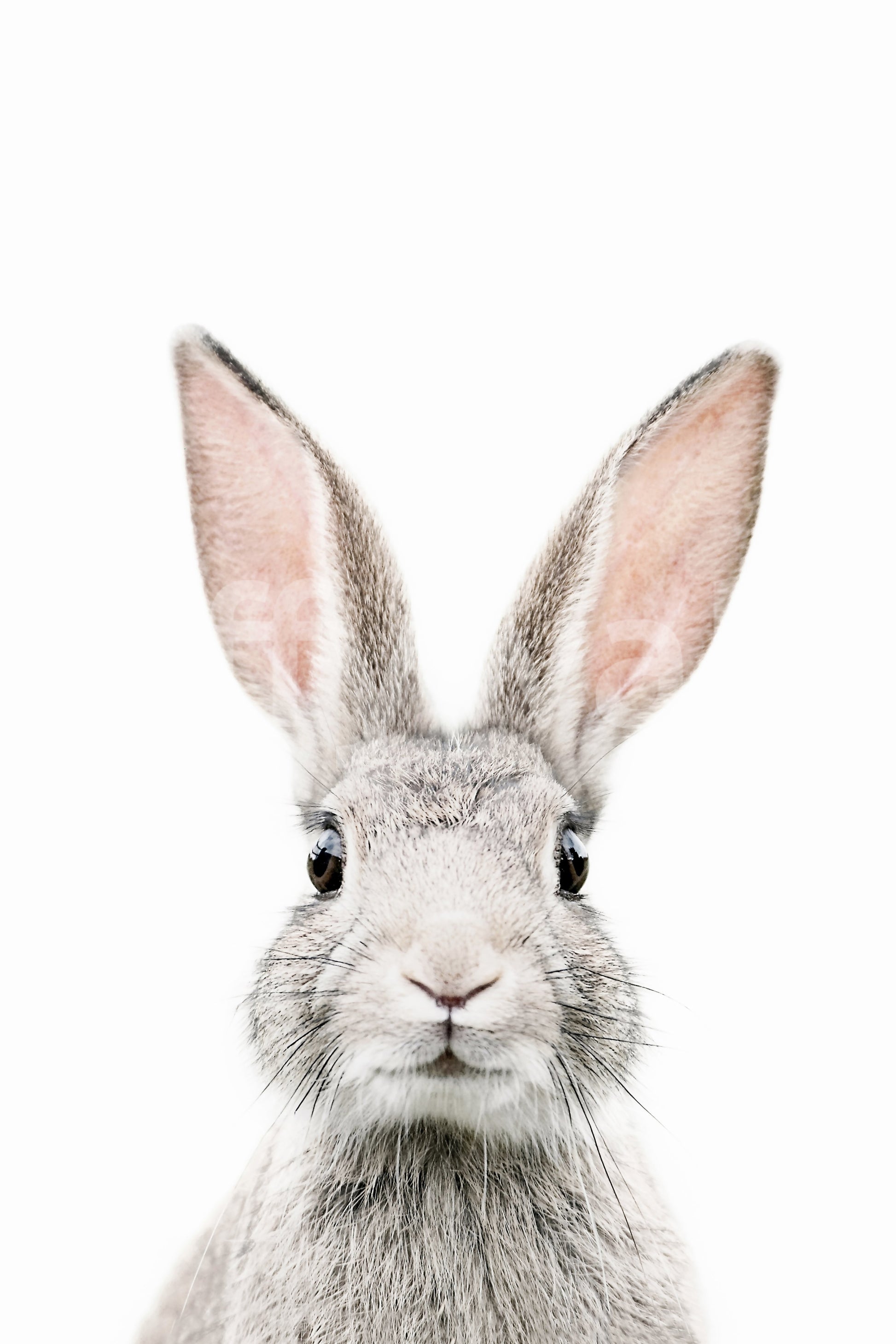 Bunny wall mural with soft colors and a playful, cheerful design.

