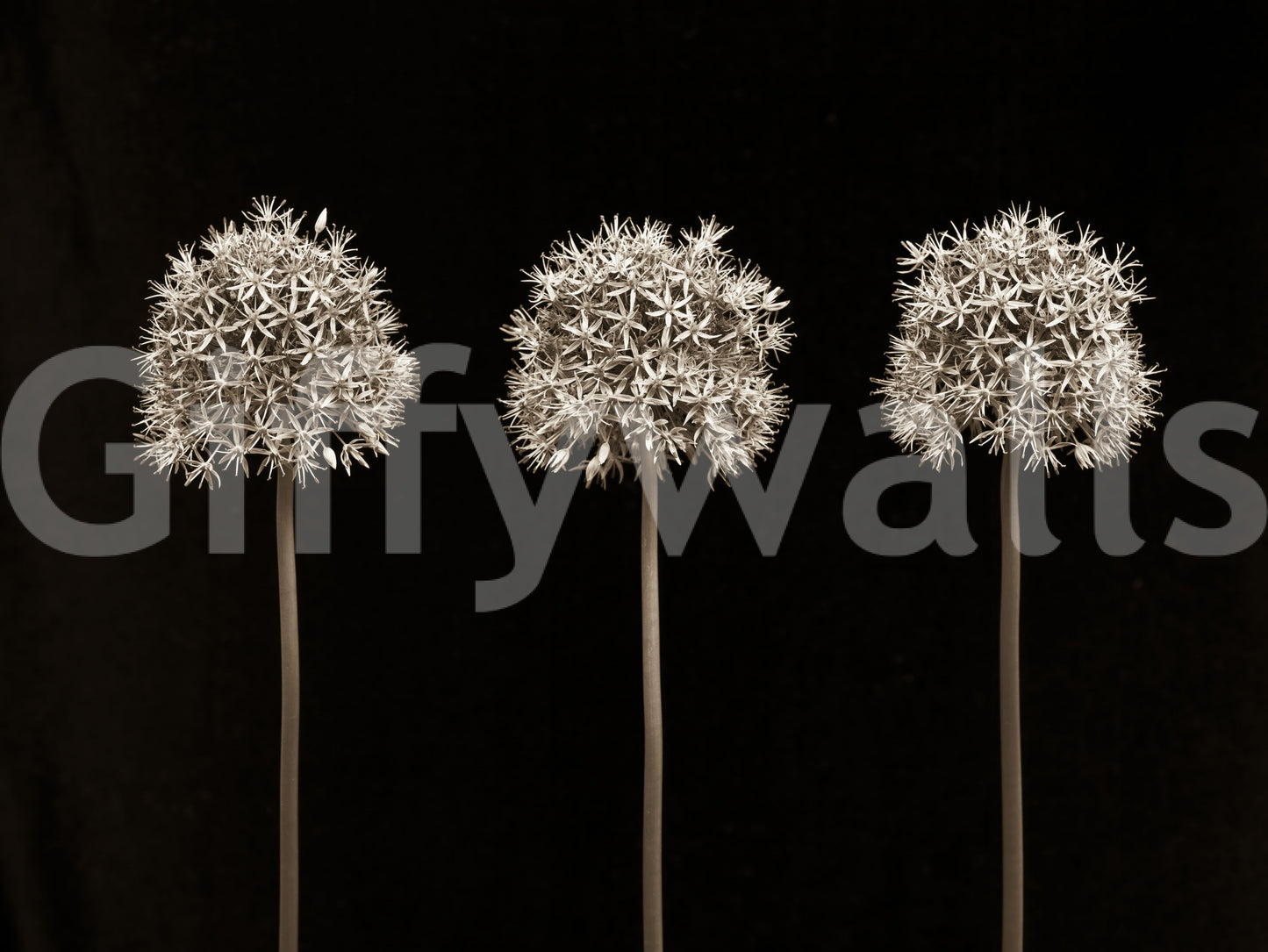 Detailed allium flowers on black background wall mural for a stylish statement.

