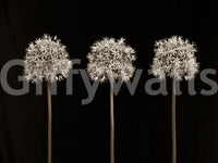 Detailed allium flowers on black background wall mural for a stylish statement.

