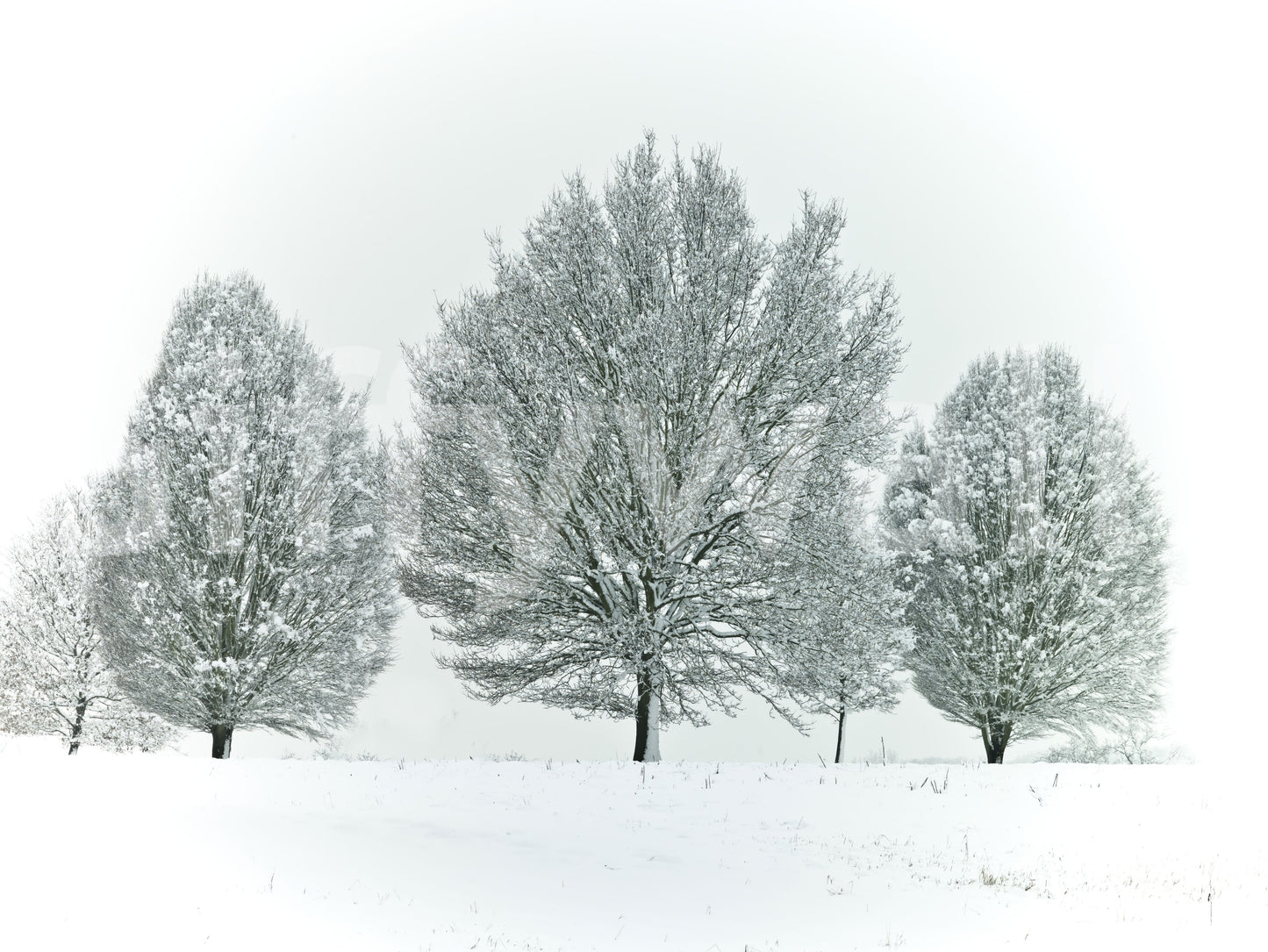 Frosted trees wallpaper mural for a natural, wintery decor touch.

