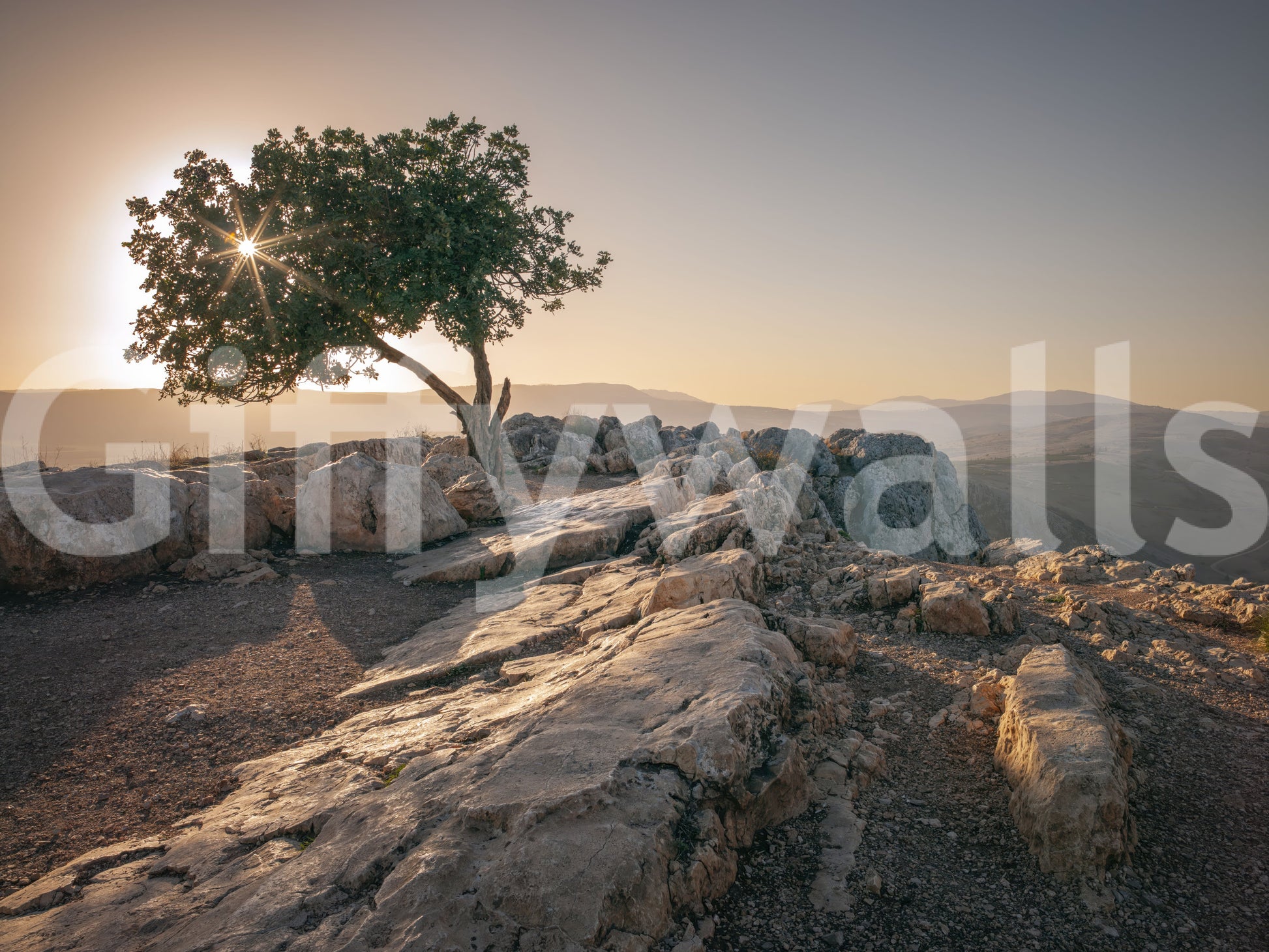 Beautiful sunset over a lone tree captured in wall mural form.

