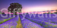 Stunning lavender field mural capturing sunset hues and light.

