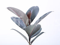 Modern green wall mural with broad tropical leaves

