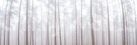 Gentle forest wallpaper with vertical composition

