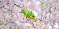 Soft floral mural with vibrant parakeet detail.

