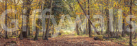 Golden autumn leaves on tranquil woodland path wall mural

