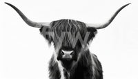 Subtle pastoral feel in monochrome horned cow wallpaper

