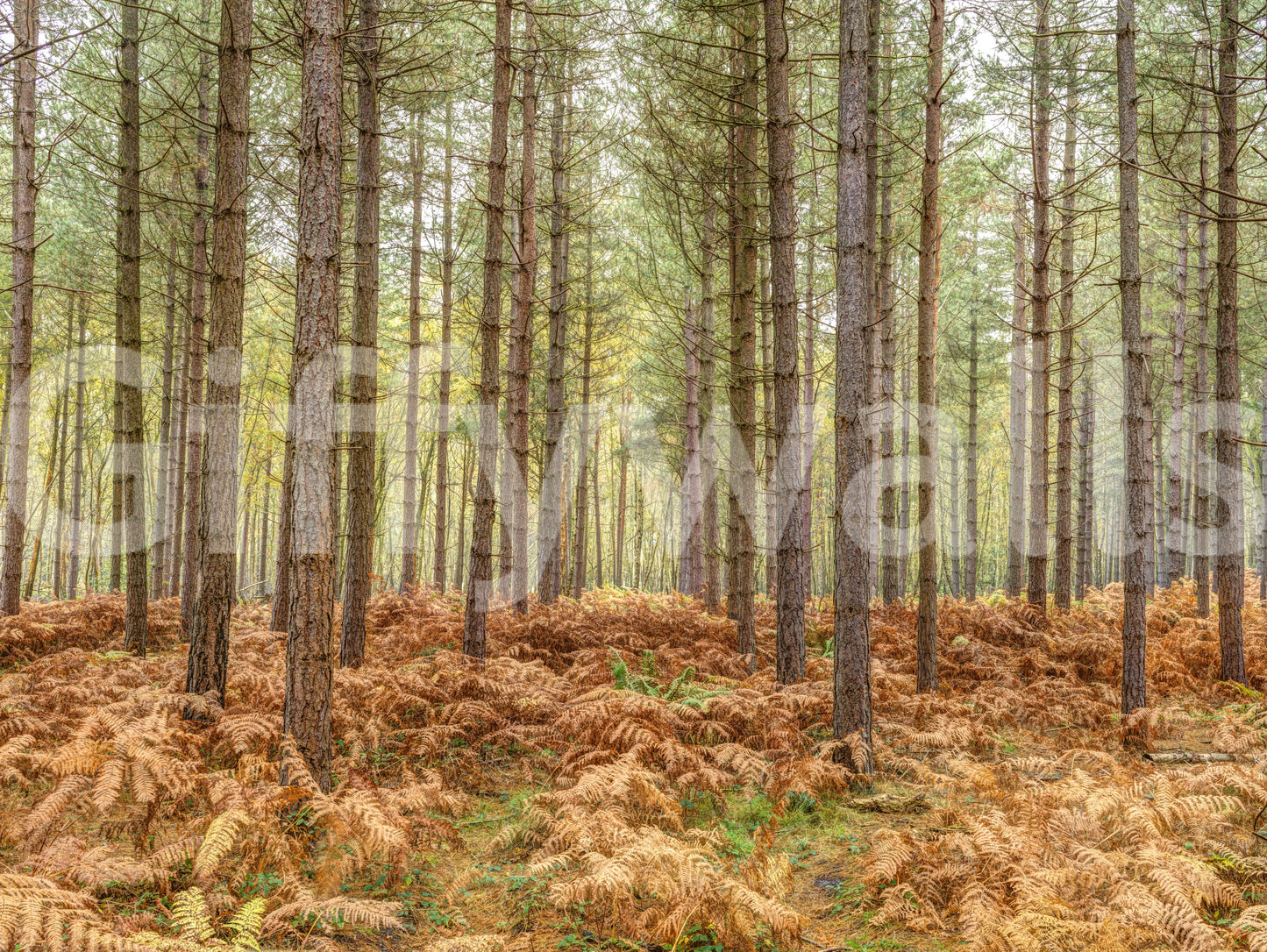 Nature's Embrace Wall Mural