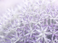 Lavender allium flowers wall mural for bedrooms or offices

