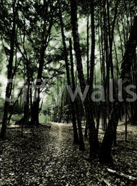 An inviting and intriguing forest scene
