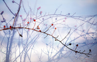 Seasonal wall mural with red berries
