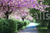 Bloom-filled walkway wallpaper design
