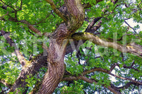 Organic textures wallpaper for walls
