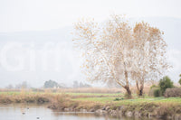 Provides a grand and artistic backdrop.
