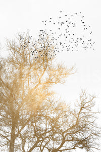 Suitable for a calming, inspirational, or modern interior.
