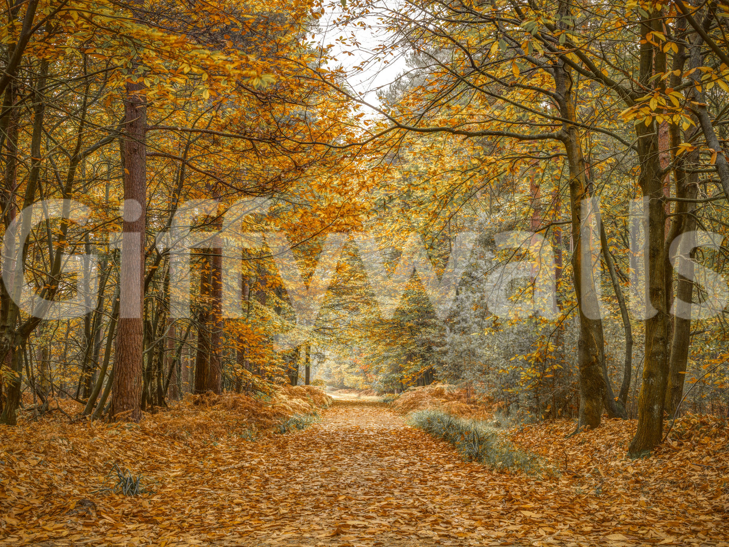 The Golden Woodland Trail mural gives the space a classic and natural feel.

