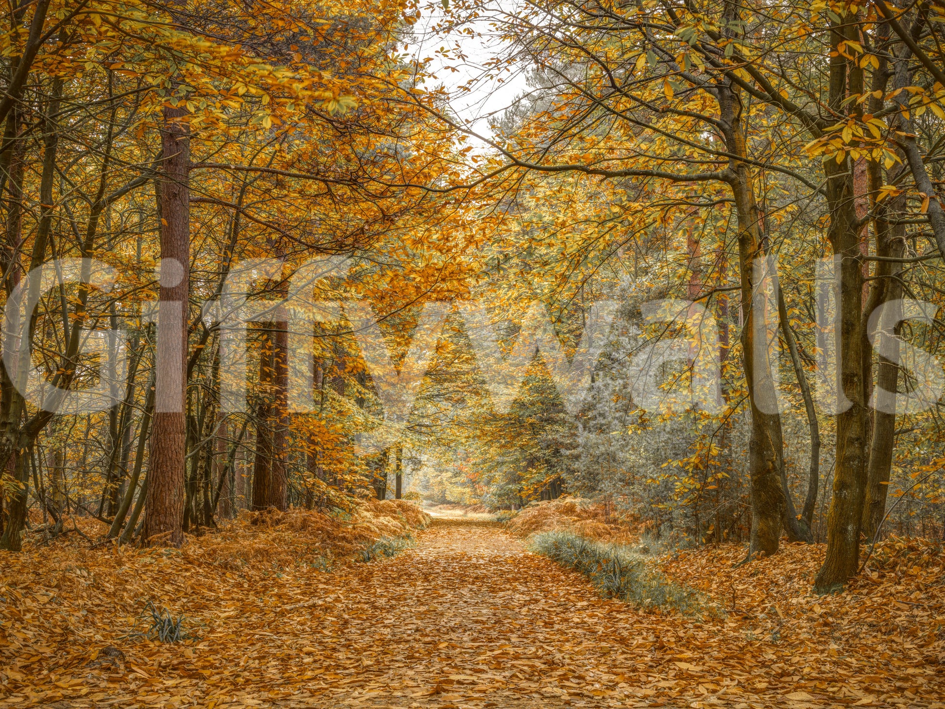 The Golden Woodland Trail mural gives the space a classic and natural feel.

