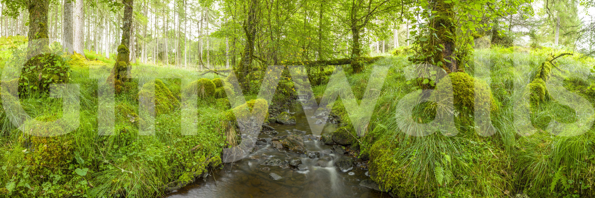 The lighting is natural and clear.

