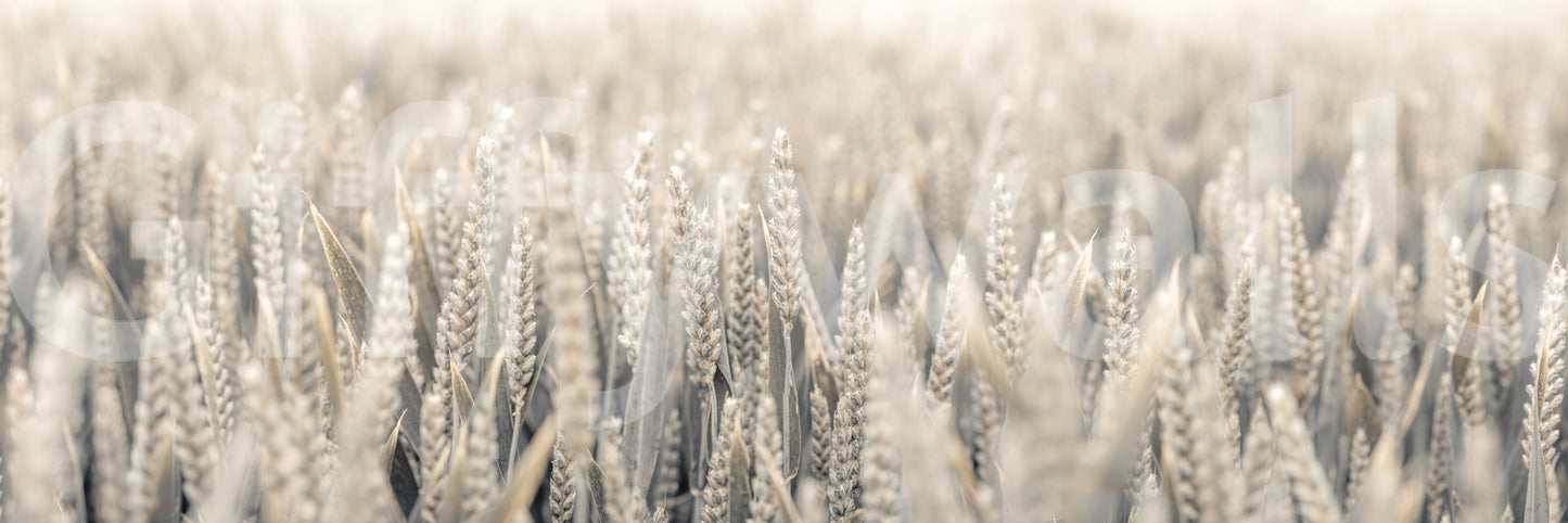 The design is non-realistic and interpretive.

