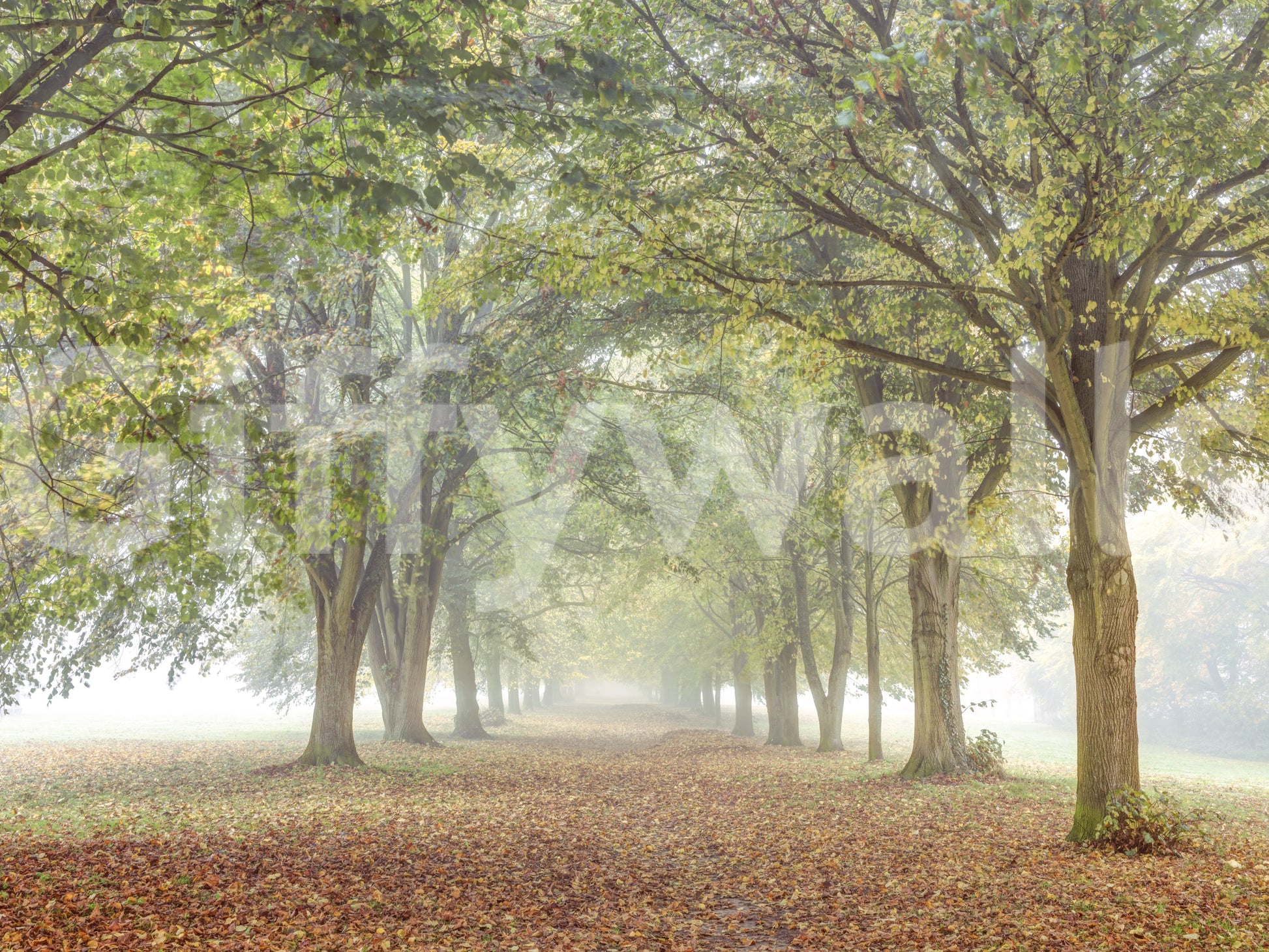 The wallpaper has a smooth, non-reflective matte finish.

