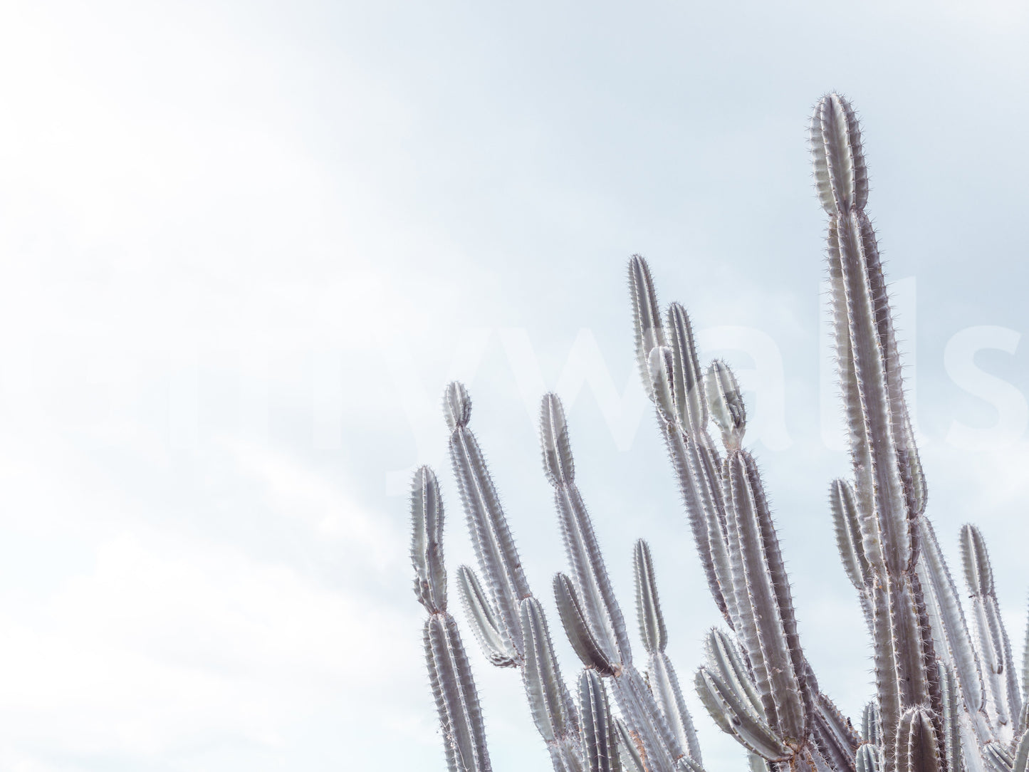 The wallpaper features a subtle, calming pattern.

