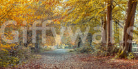 Serene Fall serene nature wall mural

