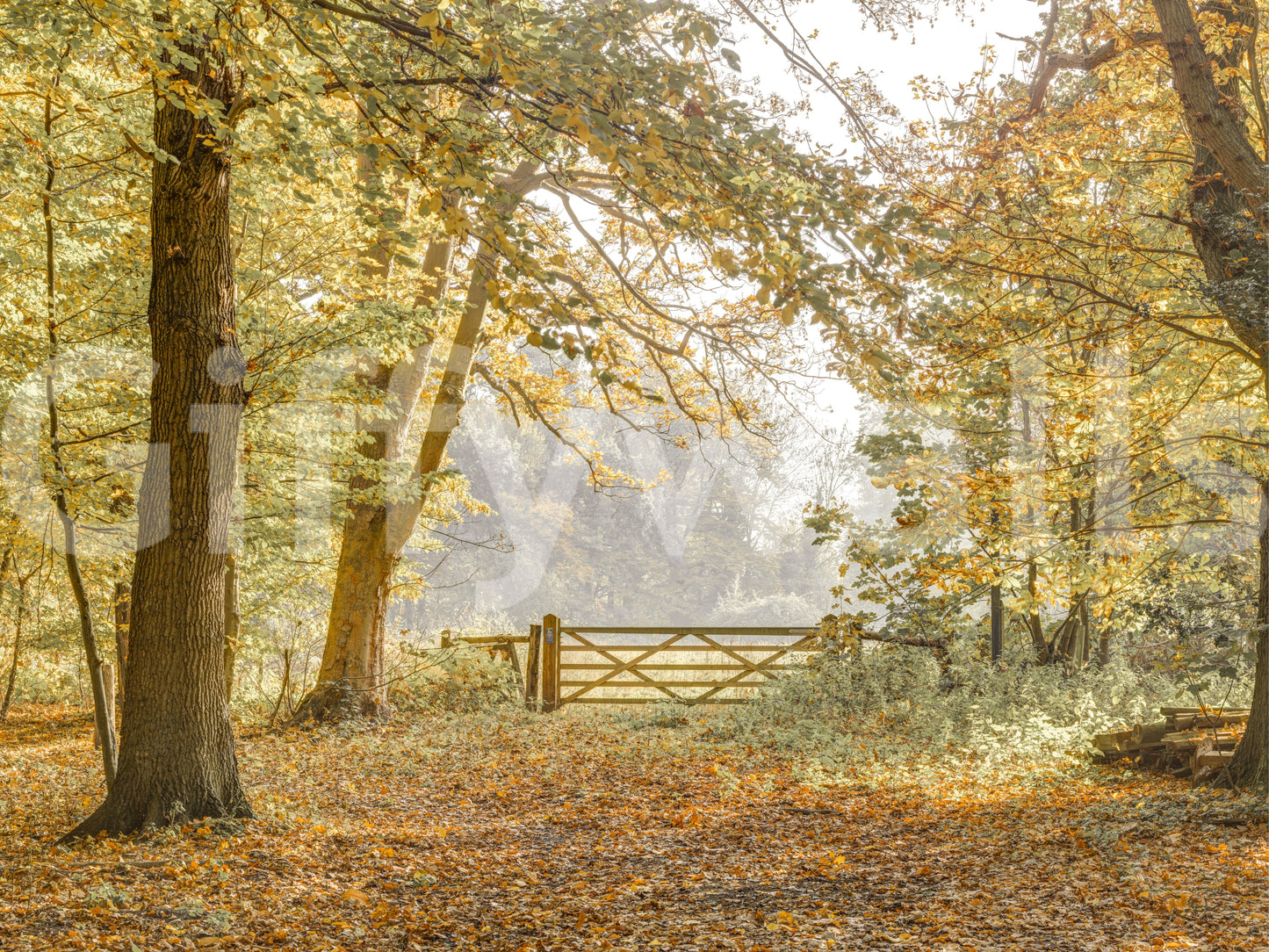 Autumn's Gateway Wall Mural