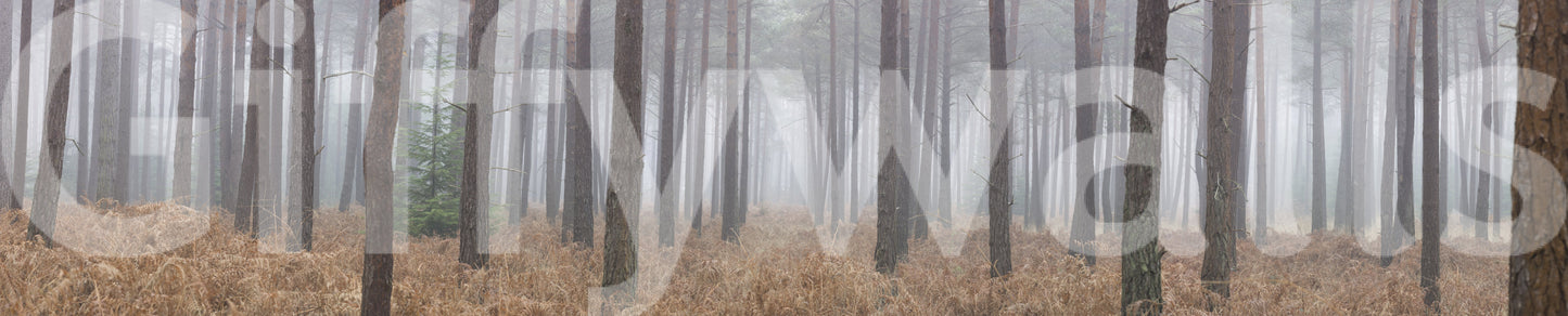 Misty Woodland Escape Wall Mural