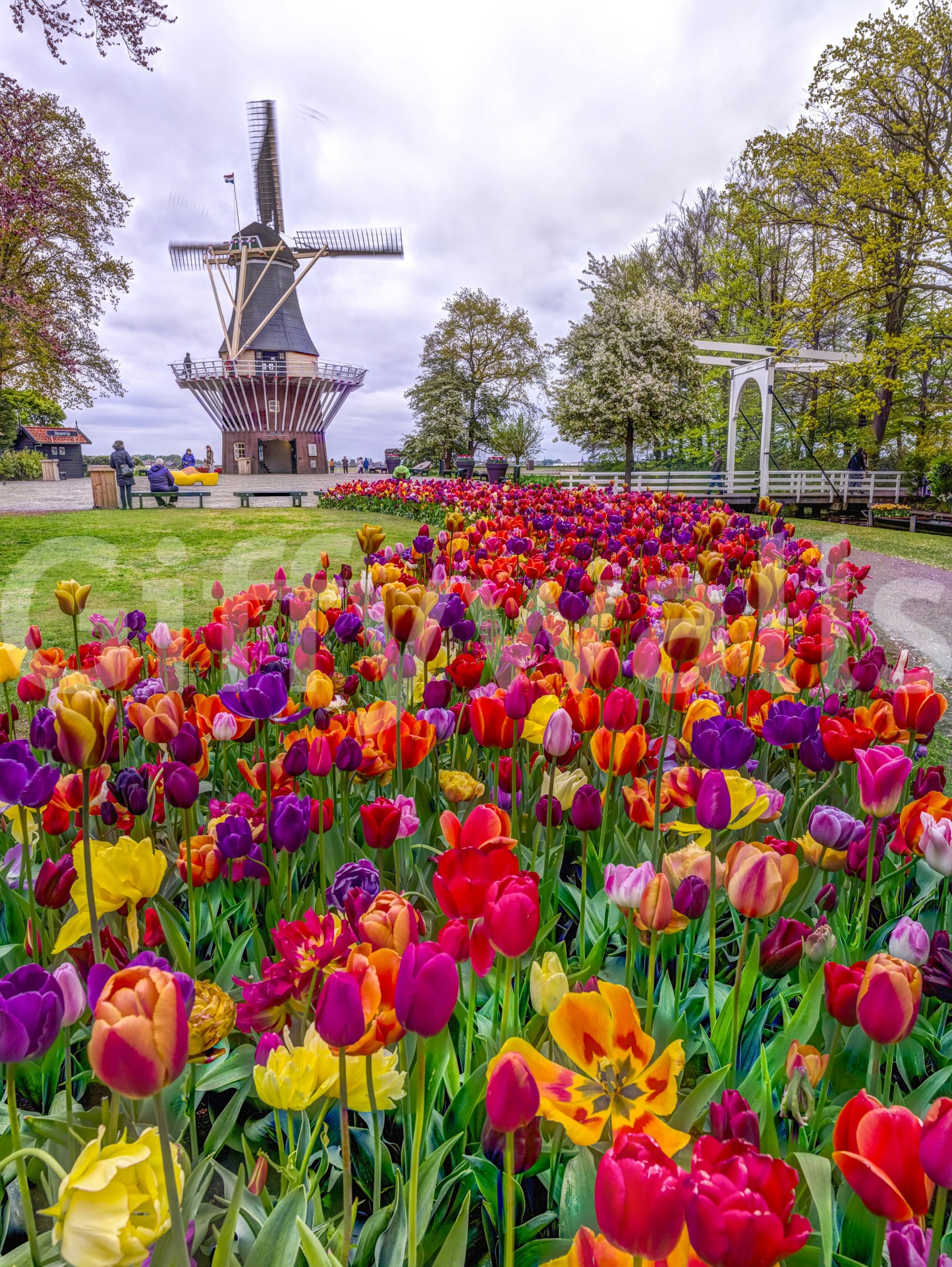 Tulip Windmill Garden decor wallpaper picturesque European landscape