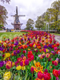 Tulip Windmill Garden decor wallpaper picturesque European landscape