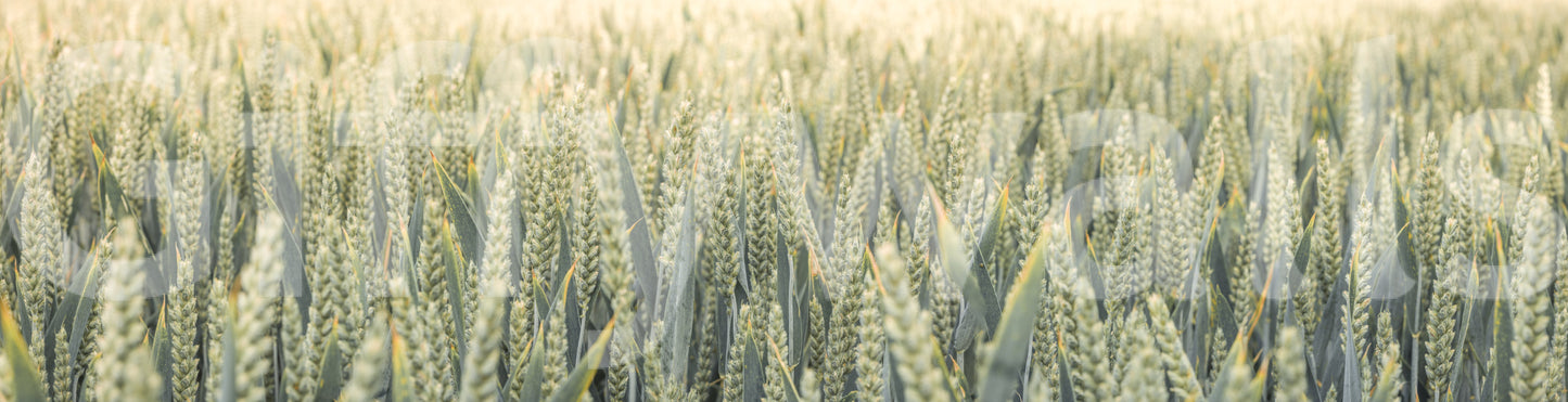 A calming wallpaper with delicate wheat stems creating an airy, natural look.