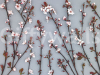 The wallpaper presents ornamental cherry blossoms that add a touch of freshness and gentle color to any room.
