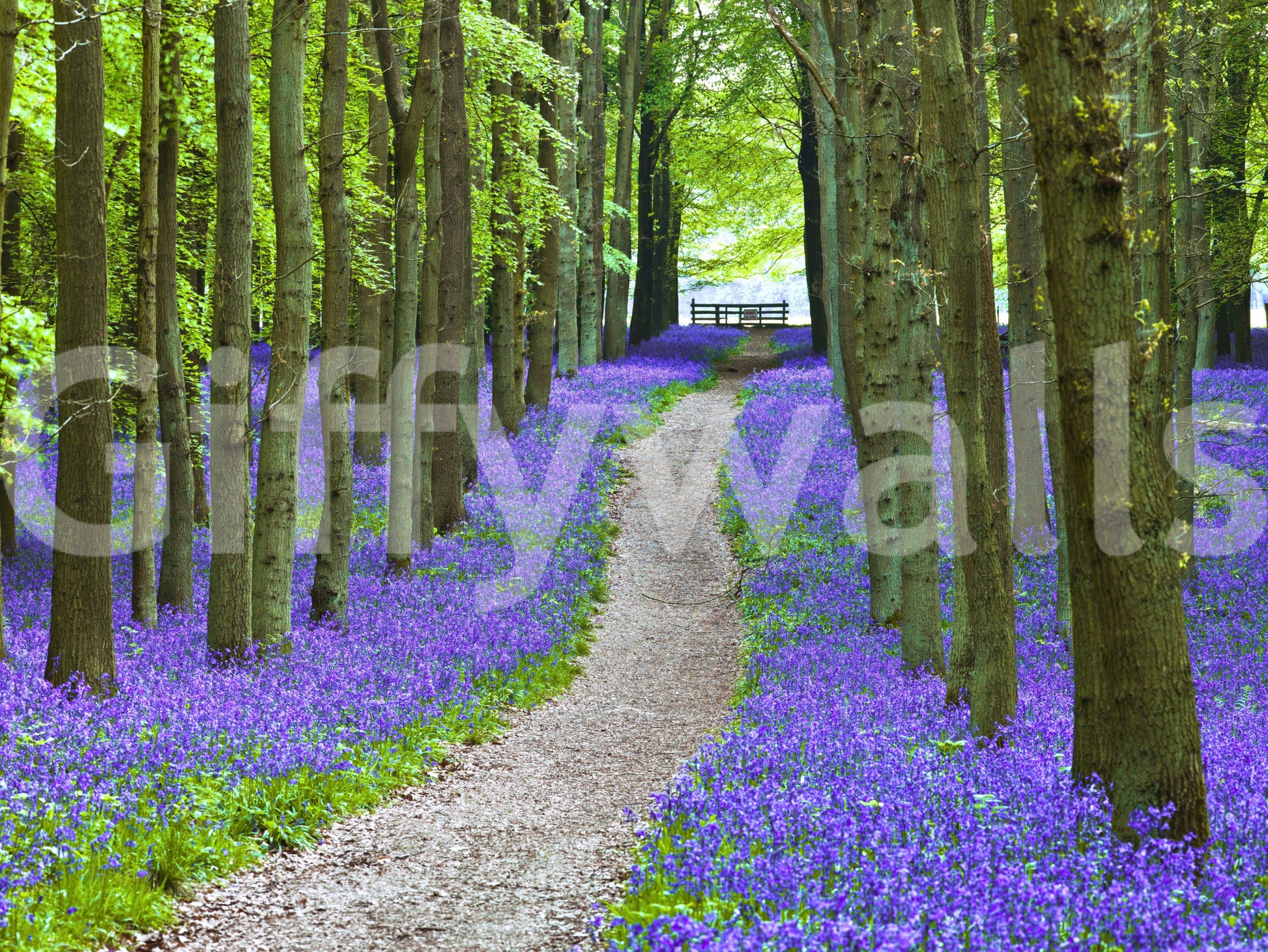 Peaceful forest wallpaper with a meandering path framed by dense clusters of bluebells.