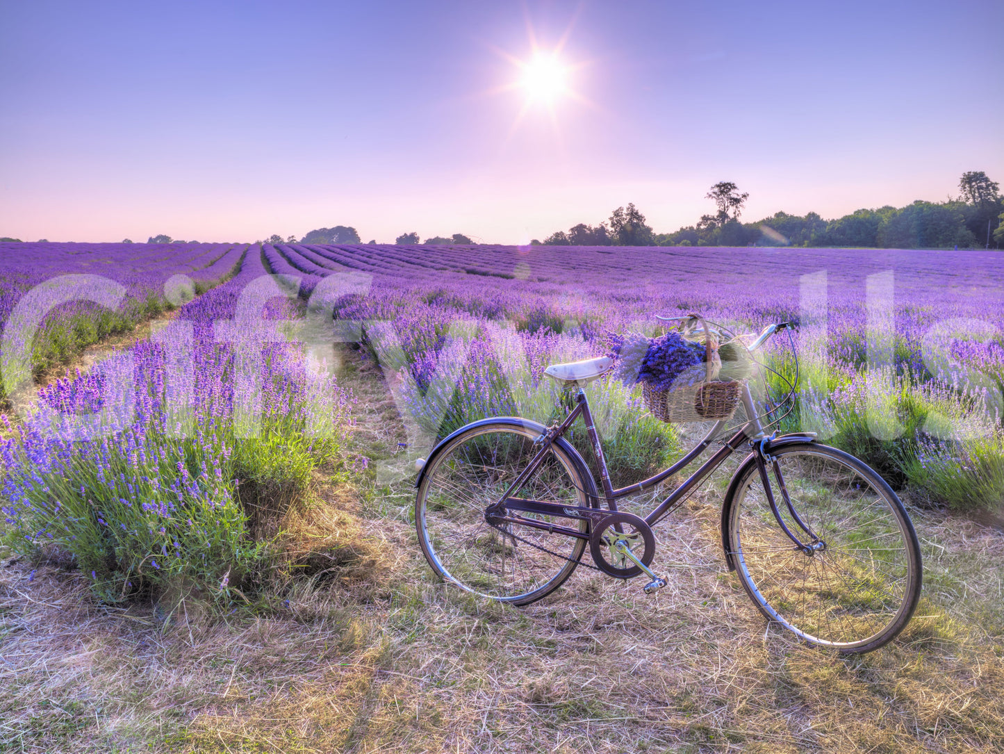 Soft light Lavender Ride field covering, ethereal purple meadow wall mural.