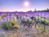 Soft light Lavender Ride field covering, ethereal purple meadow wall mural.