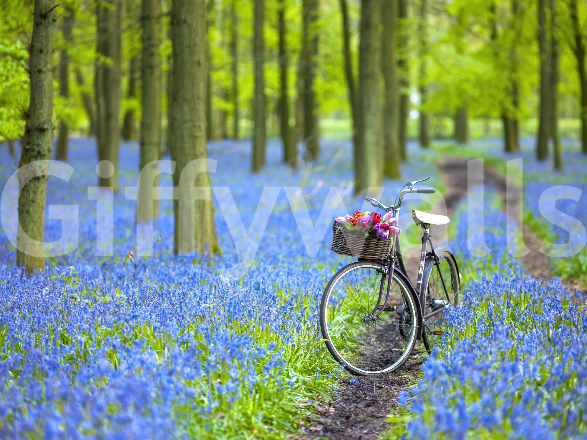 Memorable Bluebell Bike Ride view, gorgeous natural landscape wall art.