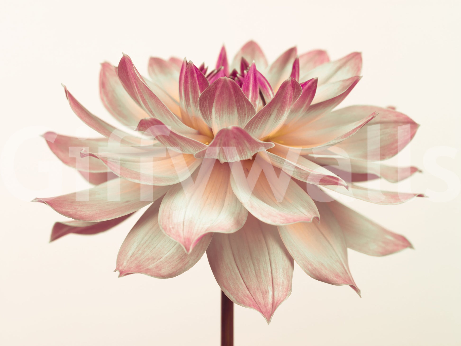 Moody Pink Dahlia mural, captivating floral masterpiece.