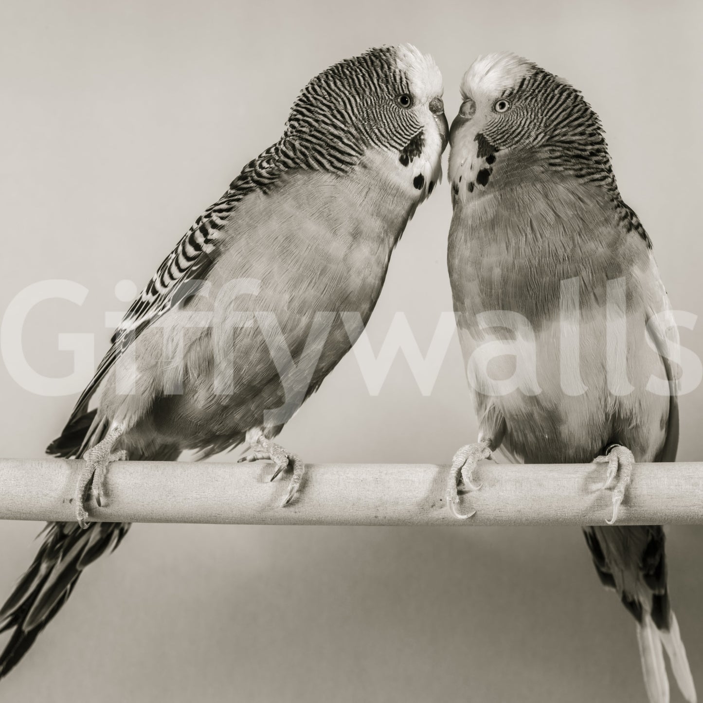 Lovebirds on a Perch Wall Mural