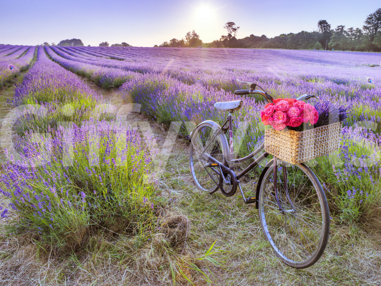 Bicycle in a Lavender Field Wall Mural