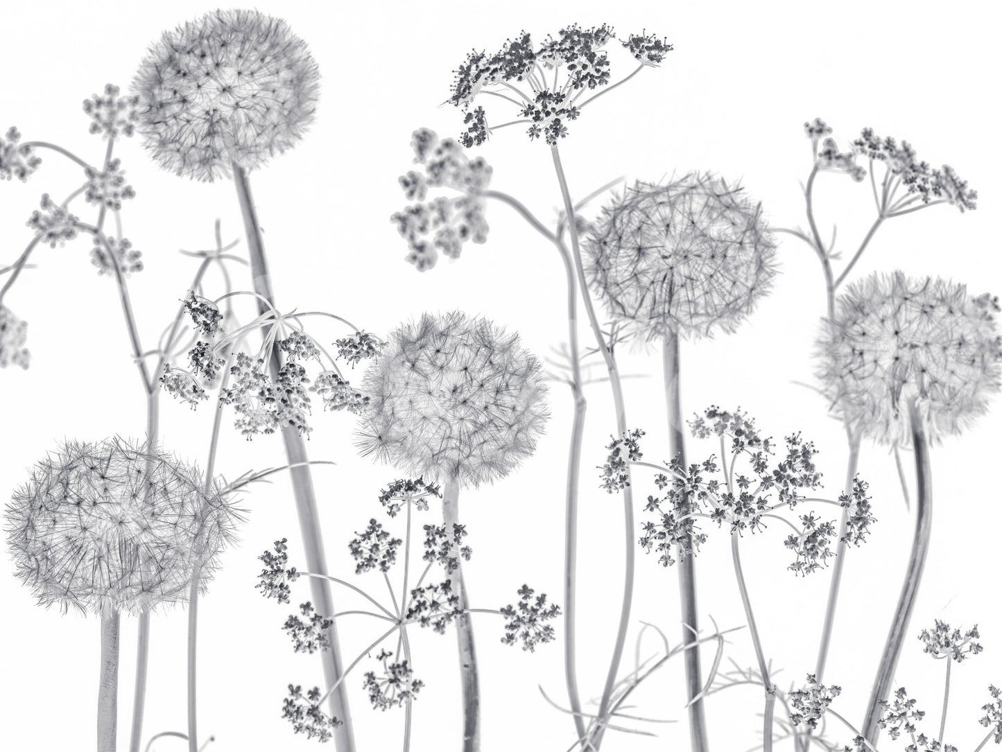 Dancing Wildflowers Wall Mural