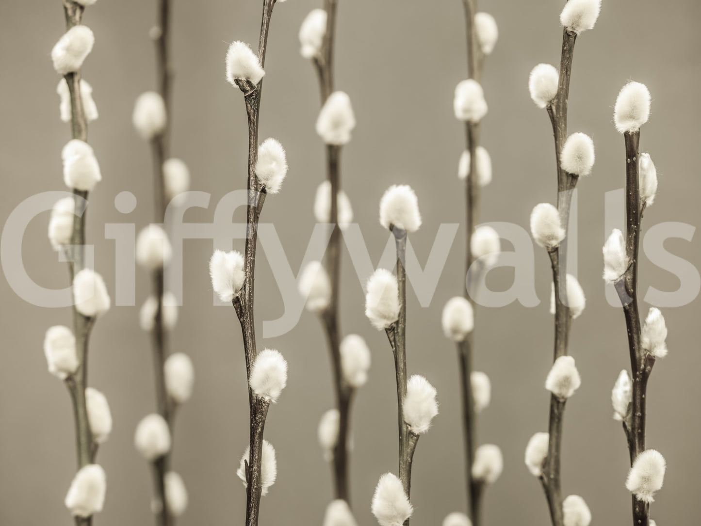 Pussy Willow Wall Mural