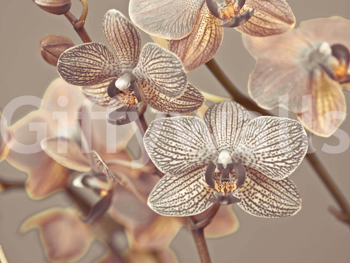 Orchid Whisper Wall Mural